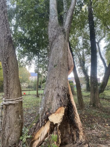 Arbre mort