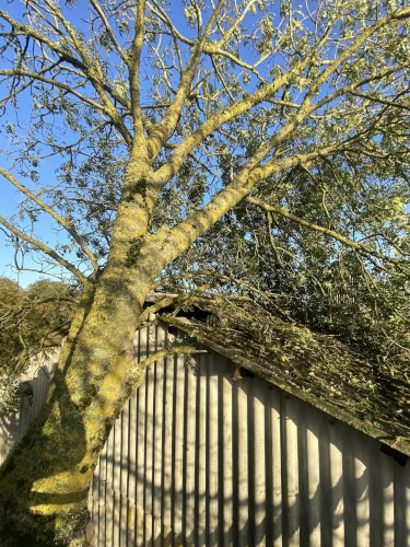 Arbre dont les branches tombent sur une toiture