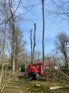Démontage d'arbres