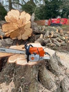Tronçonneuse posée sur une souche d'arbre